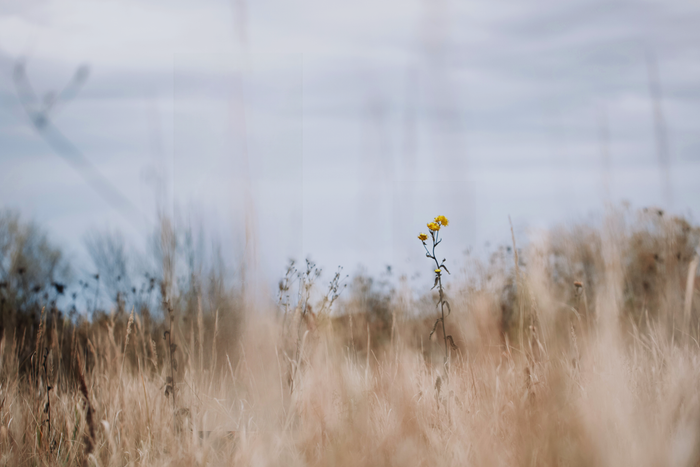 Offline Moments, small moments that are yours , flower in field 