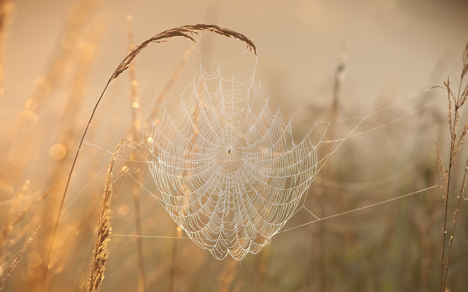 Calmer Year: A Seasonal Guide to Capture the Glimmers of Everyday Life