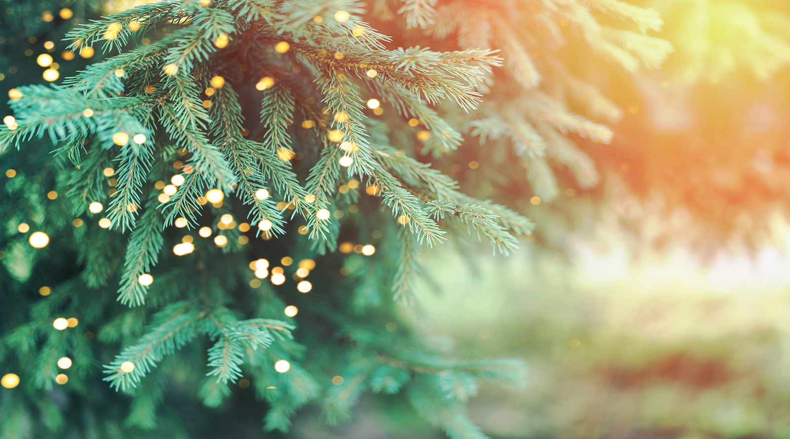 Christmas Tree with Lights - Slow Christmas Guide For a Calmer Winter Season