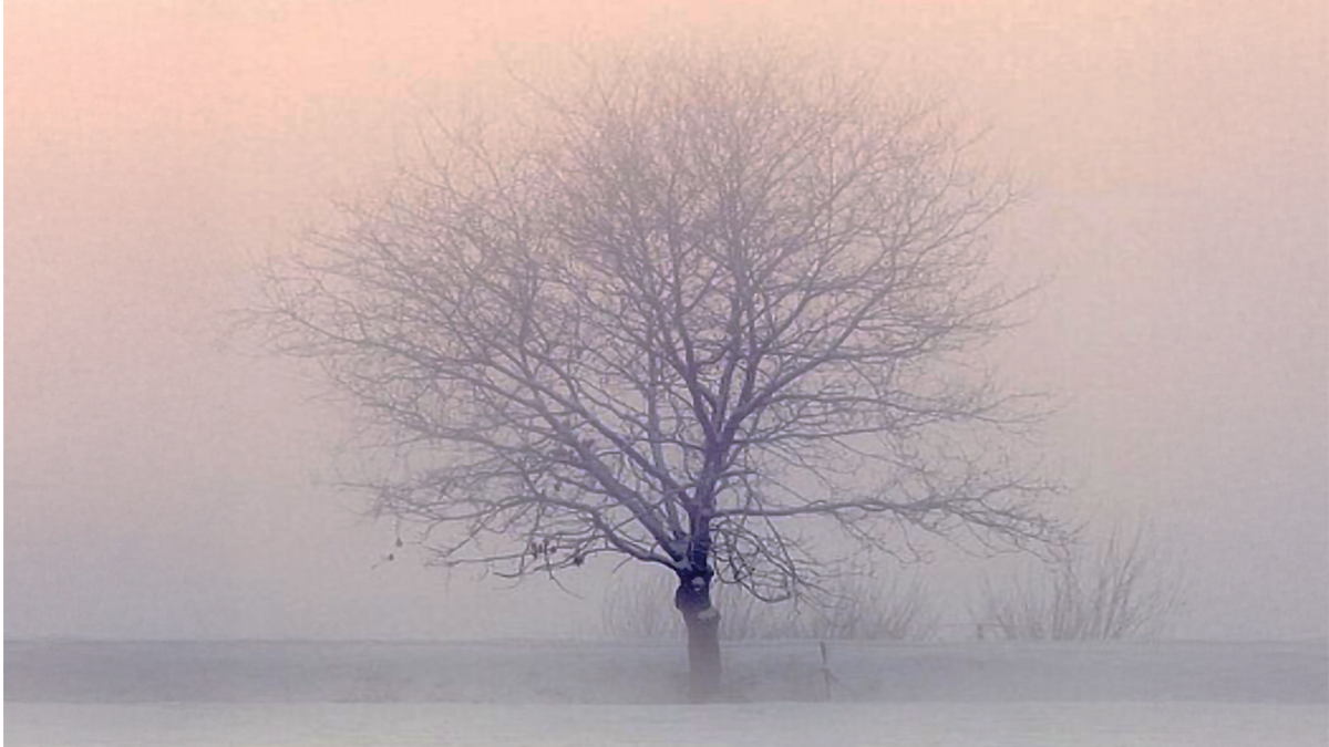 Bare winter tree in soft morning light, reflecting a calm life in January atmosphere and the idea of starting a calmer life through seasonal living.