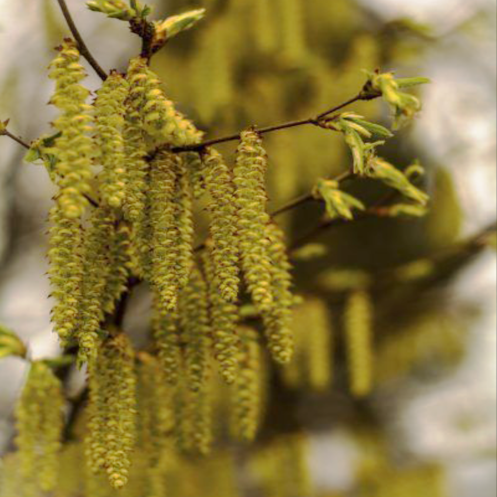 Hazel catkins on branch in soft winter light - early spring signs