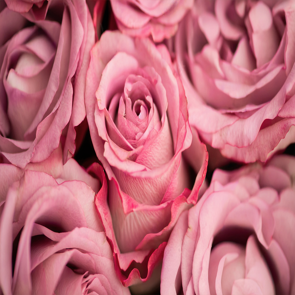 Pink Roses Valentine feeling - Calmer Year