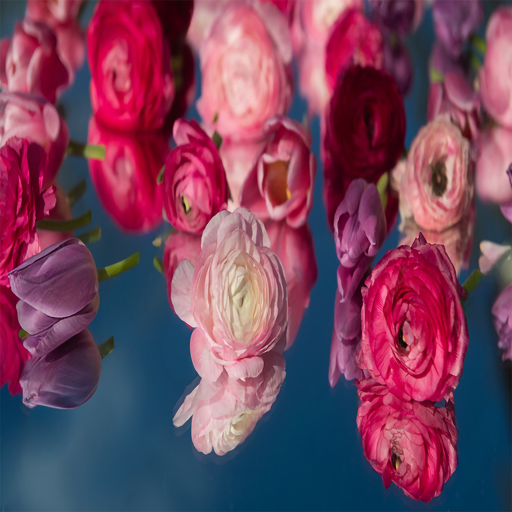 Love colored peonies. Reds colors and pink  