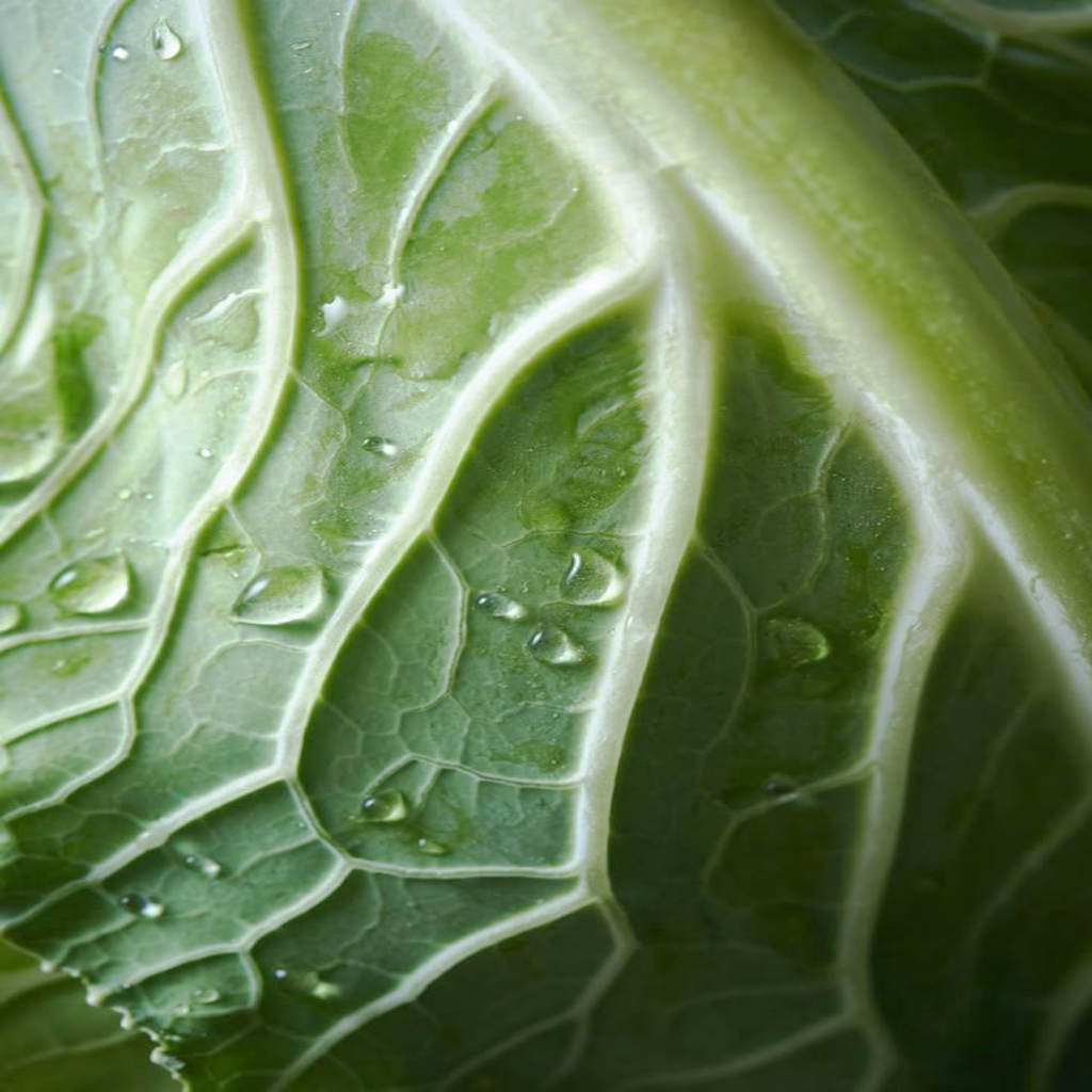 Fresh cabbage leaf with water droplets - January seasonal vegetables