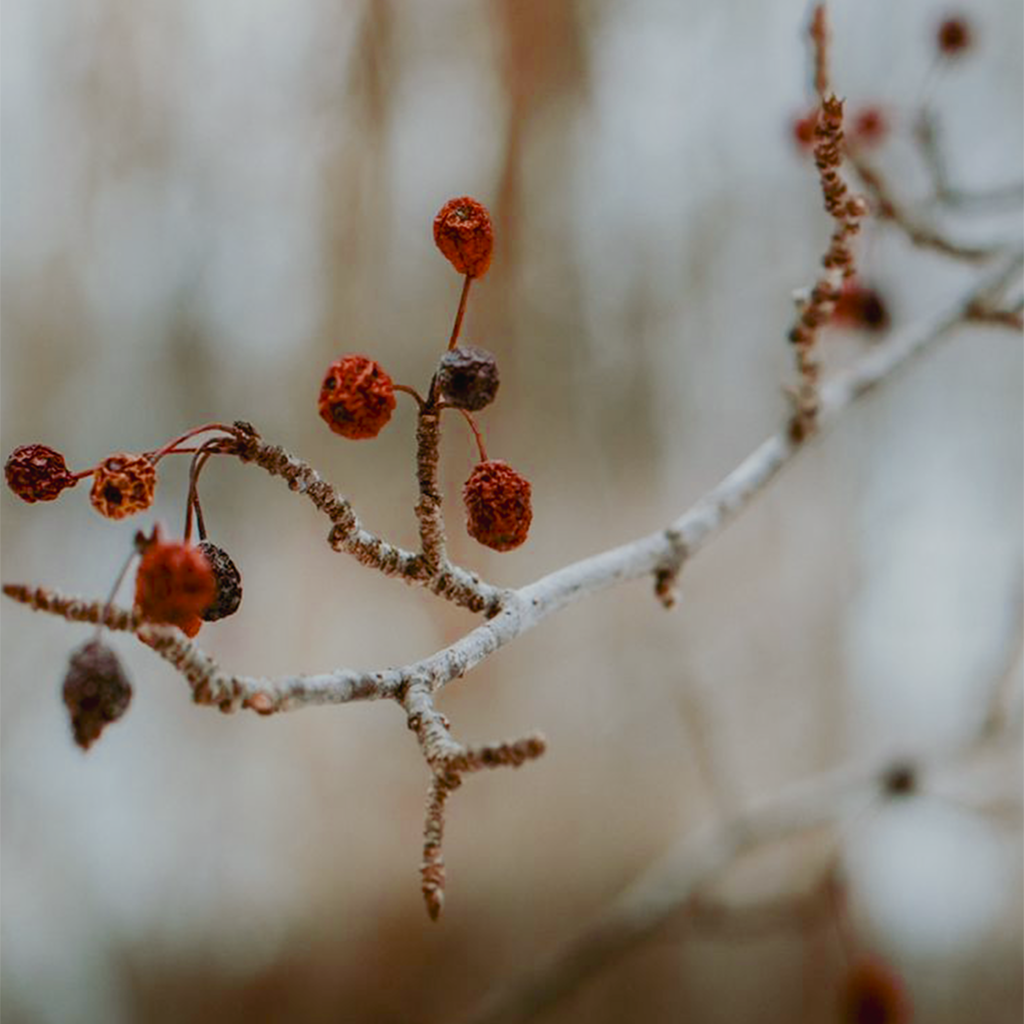 Winter Wellness Guide | Reset, Slow Down & Renew This New Year
