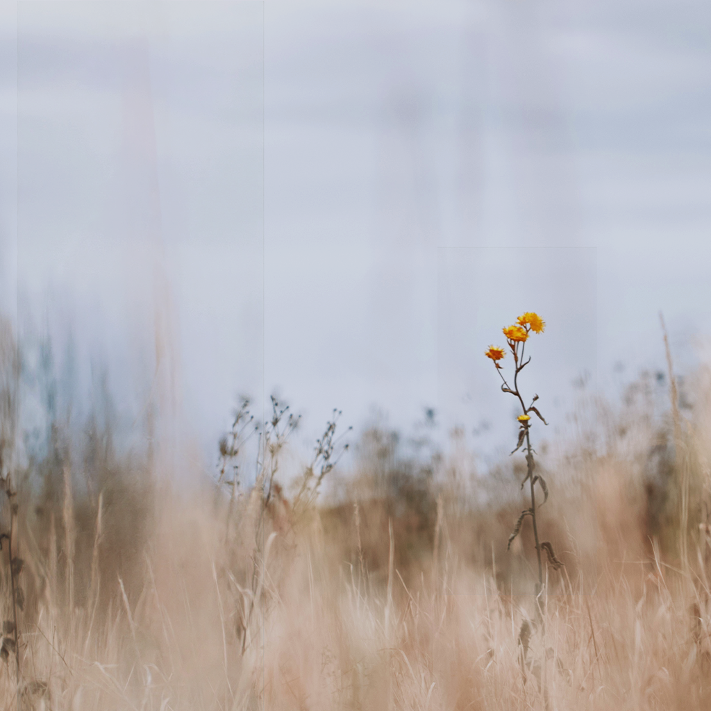 Single wildflower in soft focus against misty winter field - seasonal mindfulness